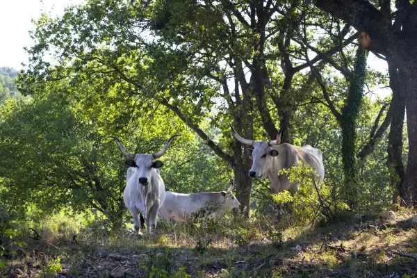 L'A Ceccoli, agriturismo a Sassofeltrio