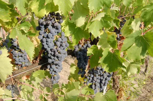 Podere della Rosa, gospodarstwo agroturystyczne w Sogliano al Rubicone
