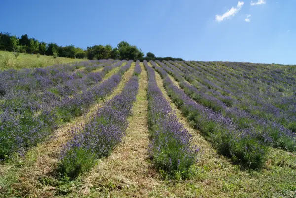 Il Casale, Agriturismo in Castrocaro Terme e Terra del Sole