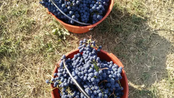 Azienda Agricola Baccagnano, gårdsopphold i Brisighella