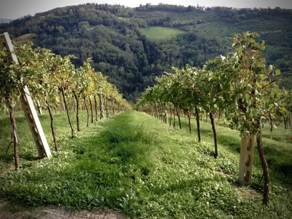 Podere Baratta, Agriturismo in Bertinoro