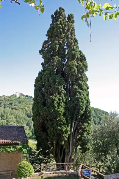 Il luogo: Il cipresso ultrasecolare del borgo, ai cui piedi viene allestita la Natività