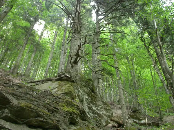 Il luogo: Campigna