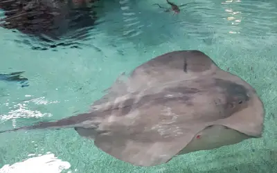 La vasca dei pesci da toccare dell'Acquario di Cattolica