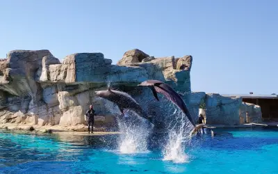 La laguna dei delfini di Oltremare, Riccione