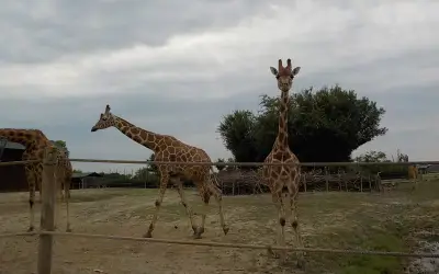 Le giraffe di Safari Ravenna