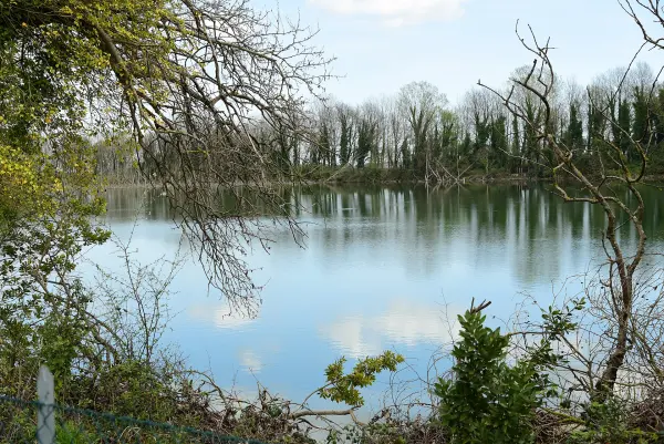 La riserva naturale di Alfonsine, quel che resta delle antiche paludi