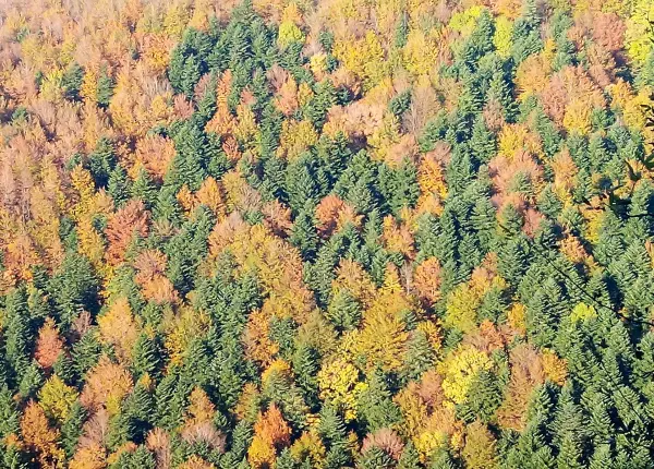 Foresta della Lama, Foreste Casentinesi