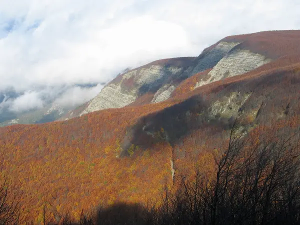 Monte Falco e le faggete in autunno, Foreste Casentinesi